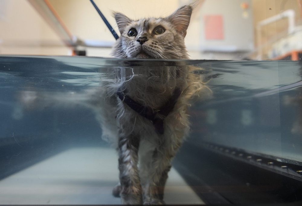 Bess, suffering from arthritis, walks in a hydrotherapy tank at the Friendship Hospital For Animals in Washington July 25, 2019. u00e2u20acu201d AFP pic