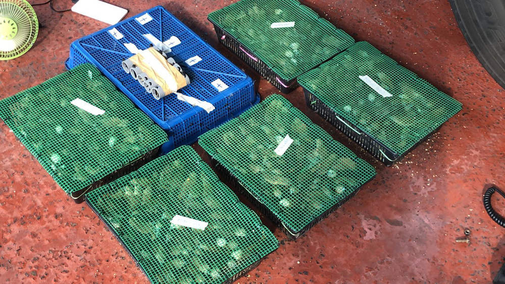 A total of 15 containers of 815 birds were uncovered from the bus. u00e2u20acu201d Handout via TODAY