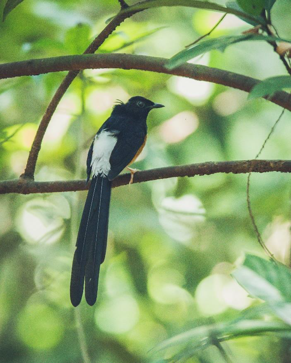 The white-rumped shama is becoming increasingly rare throughout South-east Asia because of its popularity in the pet trade. — Handout via TODAY
