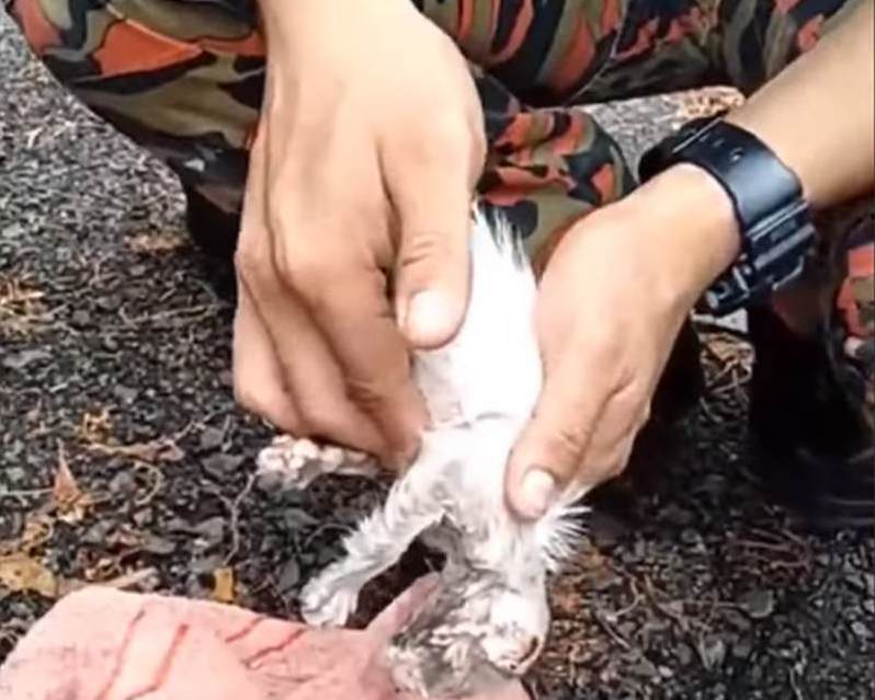 A screengrab of the unconscious kitten, as firefighter Amirul desperately tried to bring it back to life. u00e2u20acu2022 Screengrab via Facebook/FriendsOfBombaMalaysia
