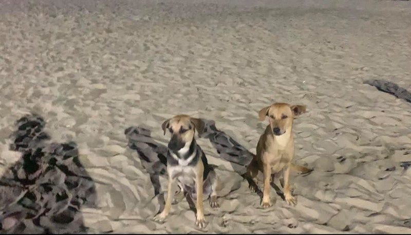 The strays waited patiently to be fed and obeyed instructions to sit. — Facebook/ Tarmizi Adnan