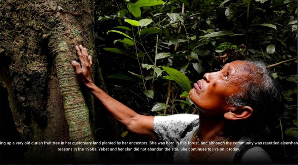 Semaq Beri elder Yebet Saman looks up an old durian tree planted by her ancestors. u00e2u20acu2022 Picture courtesy of Google Malaysia 