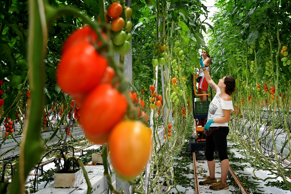 Employees pick tomatoes at the Sfera Agricola hydroponic farm in Gavorrano, Italy June 27, 2019. u00e2u20acu201d AFP pic       