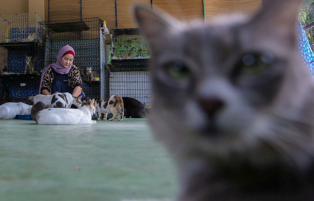 Nazirah has about 50 cats under her care at home. — Picture by Farhan Najib