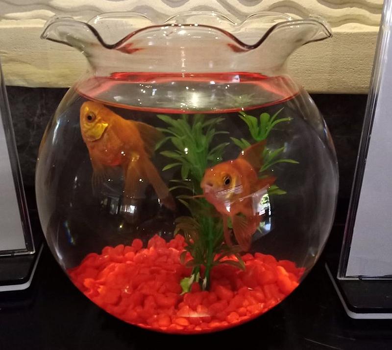 RM100 penalty if you harm Baby and Shark. — Image courtesy of Facebook/CHAM AIS