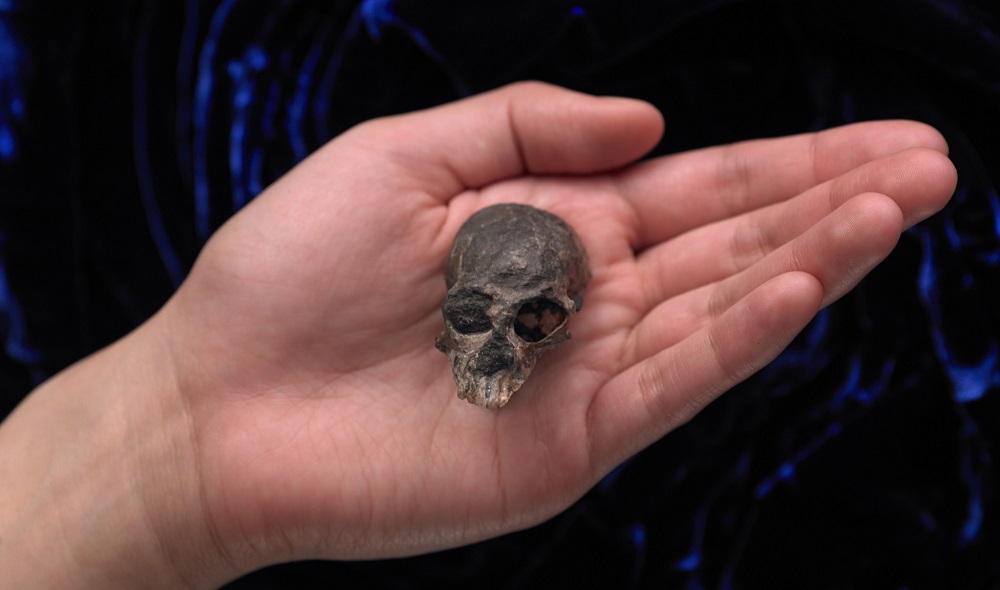 This undated handout photo obtained August 21, 2019 shows a fossil skull of Chilecebus carrascoenis, a 20-million-year-old primate from the Andes mountains. u00e2u20acu2022 N. Wong and M. Ellison/American Museum of Natural History/AFP pic   