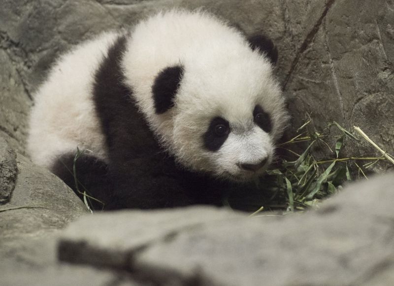 Giant panda cub Bei Bei makes his first appearance at the Smithsonian National Zoo, Washington, DC, December 16, 2015. u00e2u20acu2022 AFP pic
