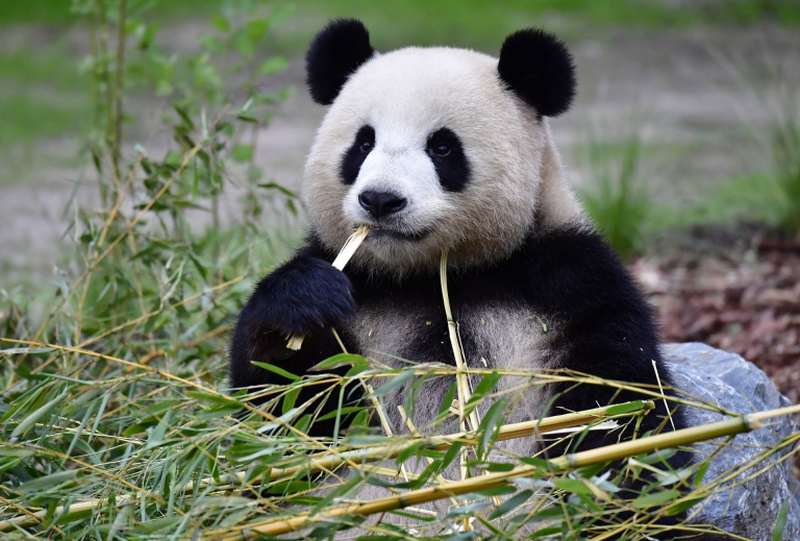 Giant panda Meng Meng enjoys some bamboo in her enclosure at the Zoologischer Garten zoo in Berlin. u00e2u20acu2022 AFP pic
