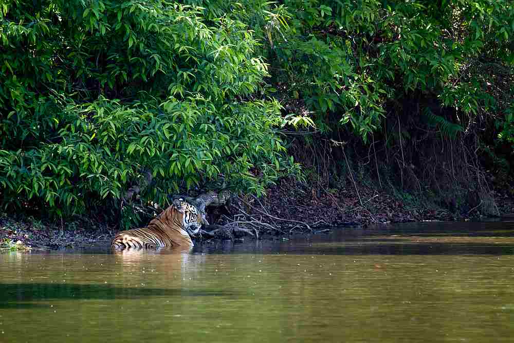 More than 2,300 endangered tigers have been killed and illegally trafficked since the turn of the century, according to a new report. u00e2u20acu201d Utopia_88/Istock.com pic via AFP