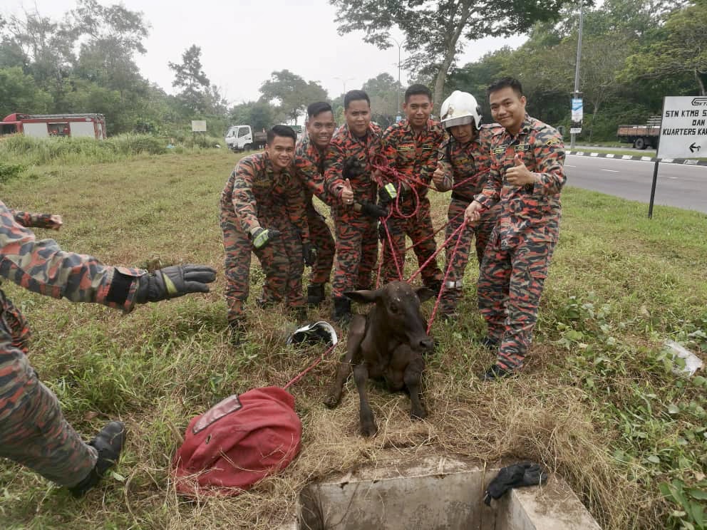 Personnel from Johoru00e2u20acu2122s Fire Dept pose for a picture with the rescued calf. u00e2u20acu201d Picture courtesy of the Johor Fire and Rescue Departmentn