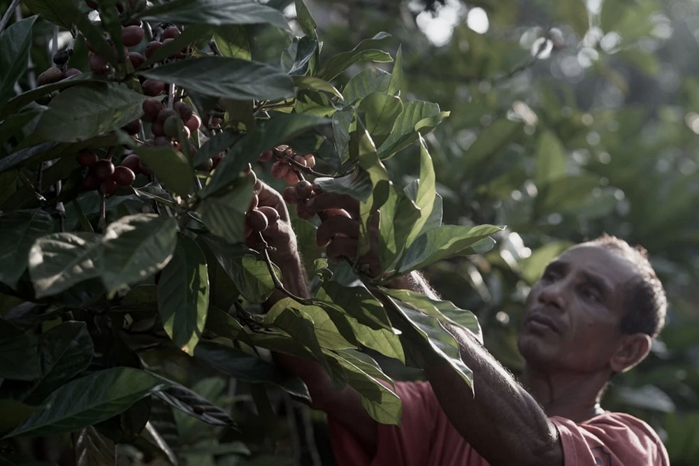 Picking Liberica coffee cherries by hand. — Picture courtesy of House of Kendal