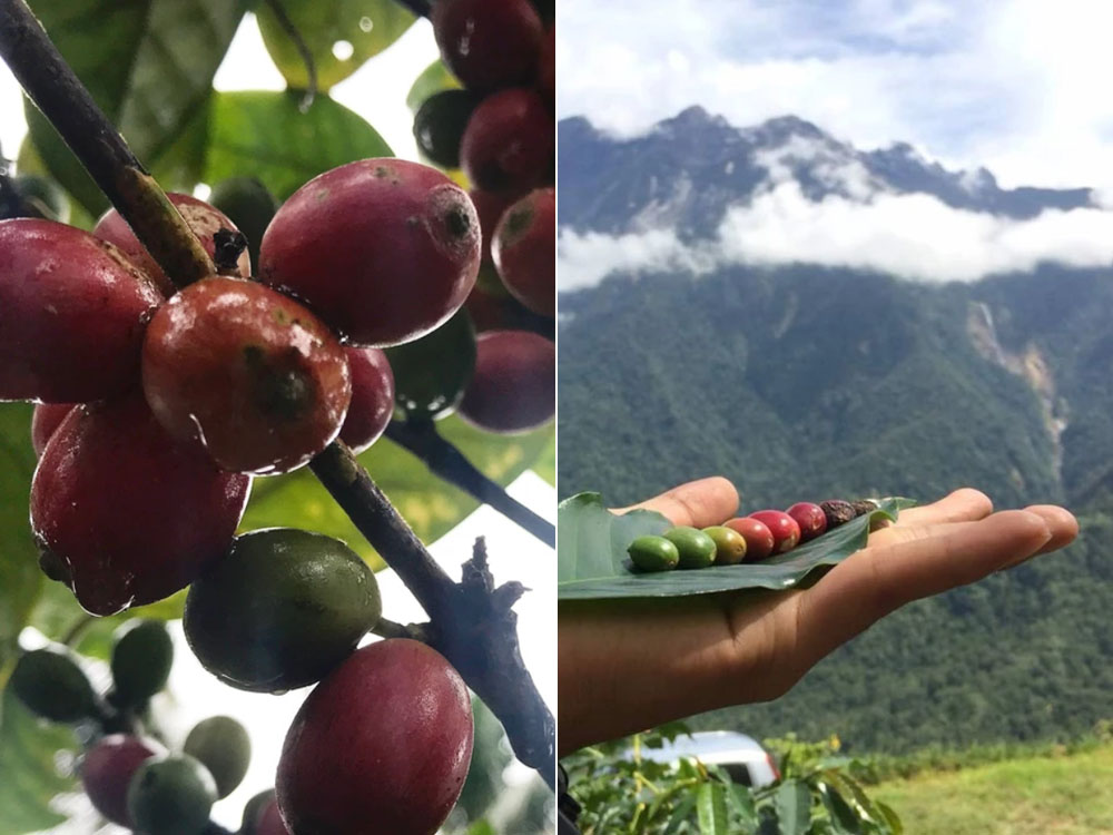House of Kendal created their own Itamanis blend using Liberica (left) from Batu Pahat and Arabica Sabarica (right) from Ranau, Sabah. — Picture courtesy of House of Kendal