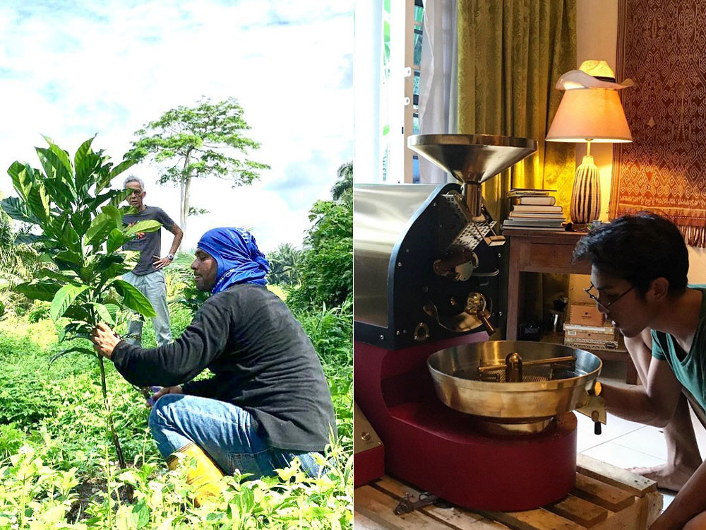 Trimming a one-year-old Liberica plant (left). Adam experimenting with a 1kg coffee roaster (right). — Picture courtesy of House of Kendal