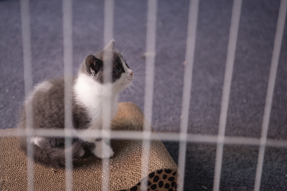 This photo taken on September 2, 2019 shows China's first cloned kitten called Garlic at the Chinese company Sinogene. u00e2u20acu201d AFP pic