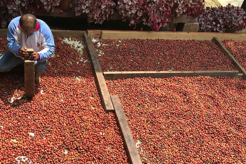 Preparing Liberica coffee cherries for processing. u00e2u20acu201d Picture courtesy of House of Kendal