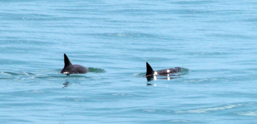 Handout picture released by Sea Shepherd environmental organisation showing two vaquita marina porpoises at the Gulf of California, Mexico September 3, 2019. u00e2u20acu201d AFP.Sea Shepherd Conservation Society pic