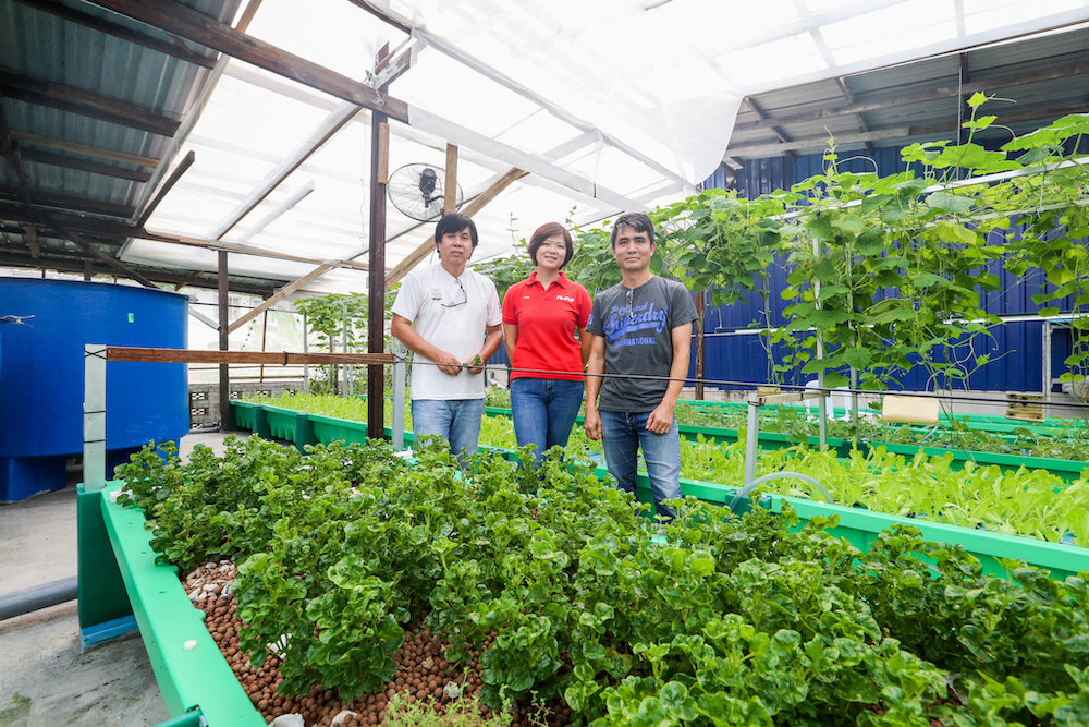 (From left) Shum Chong Bon, Yoon Wong, and Chin Kwe Fok began cultivating the farm last year. u00e2u20acu201d Picture by Firdaus Latif