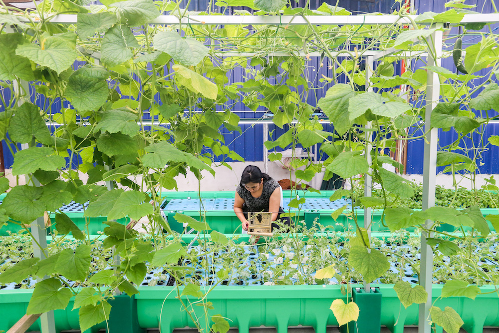 The farm’s success is a result of the mutual health between the plants and the aquatic animals. 