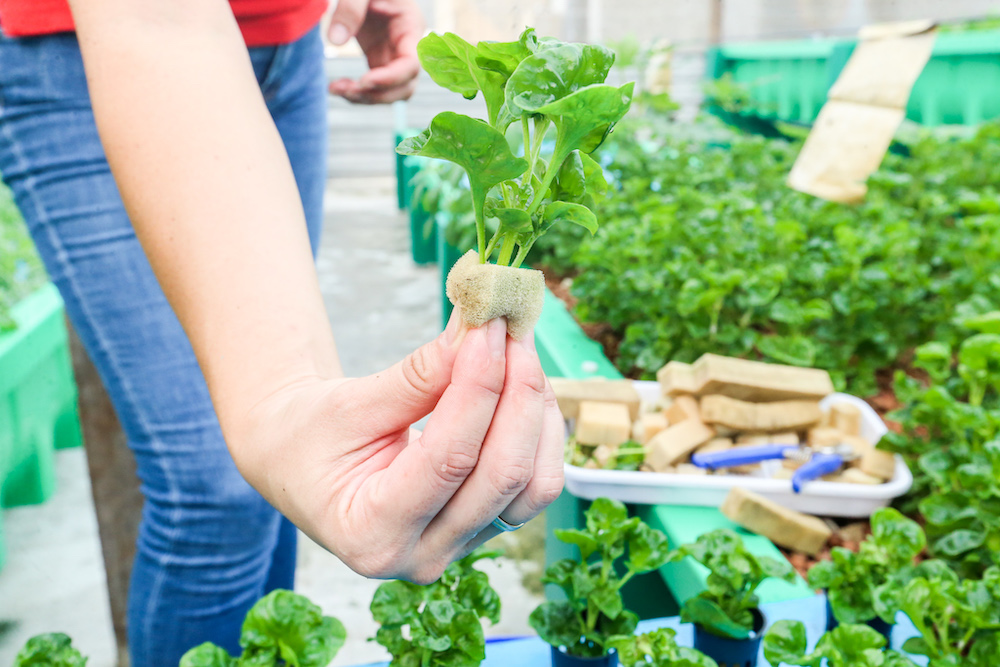 The roots of the plant are immersed in nutrient-rich water that gets fed to them from the tilapia tank. 