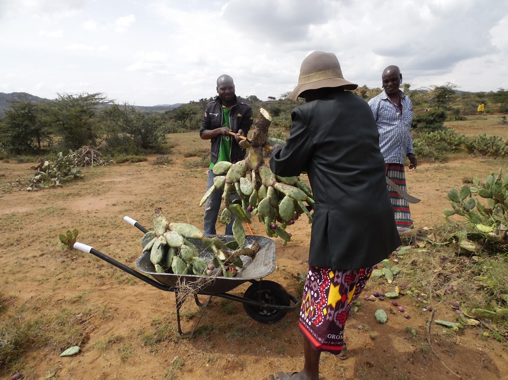Men on the communally-managed Makurian Group Ranch in Kenyau00e2u20acu2122s Rift Valley load a prickly pear cactus they have chopped down into put in a wheelbarrow in Laikipia County, Kenya July 31, 2019. u00e2u20acu201d Thomson Reuters Foundation pic