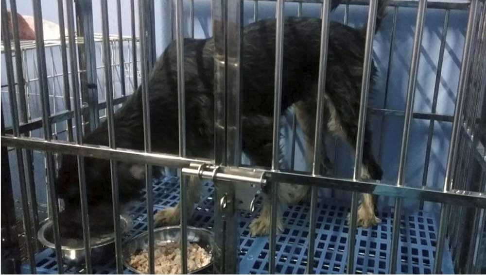 Since its formation, Persatuan Pencinta Haiwan Jalanan Kampar has neutered and spayed a total of 43 dogs in the district. u00e2u20acu201d Picture by Persatuan Pencinta Haiwan Jalanan Kampar