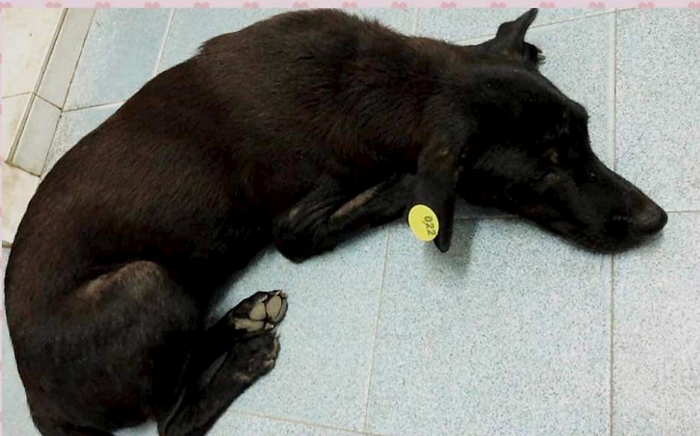 Strays that have been neutered or spayed will have one of its ears notched while another ear will have a numbered tag. — Picture by Persatuan Pencinta Haiwan Jalanan Kampar