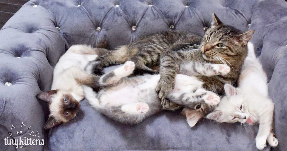 Grandpa Mason went viral for his love of foster kittens. u00e2u20acu201du00c2u00a0Picture via Facebook/Tinykittens.com