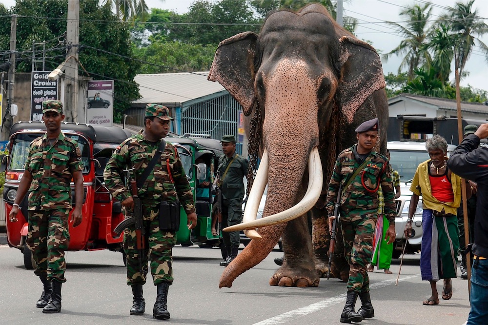 An Indian-born tusker (or bull elephant with large tusks) called Nadungamuwa Raja is being escorted by security personnel as he walks on a street on the outskirts of Colombo September 21, 2019. u00e2u20acu201d AFP pic