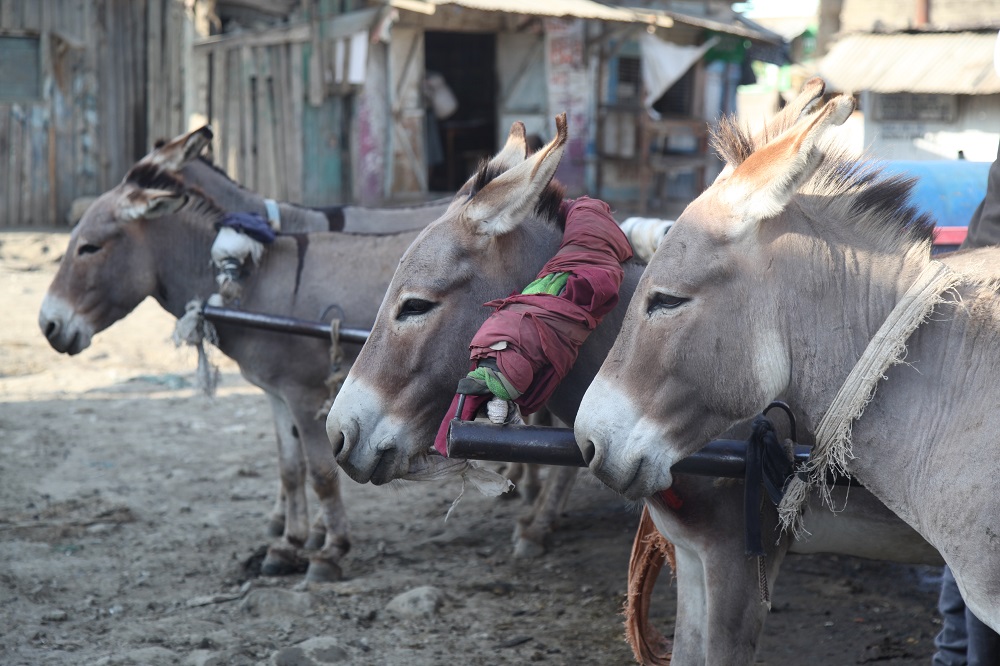 Donkeys at a water collection point in Naivasha town, Kenya August 23, 2019. u00e2u20acu201d Thomson Reuters Foundation pic