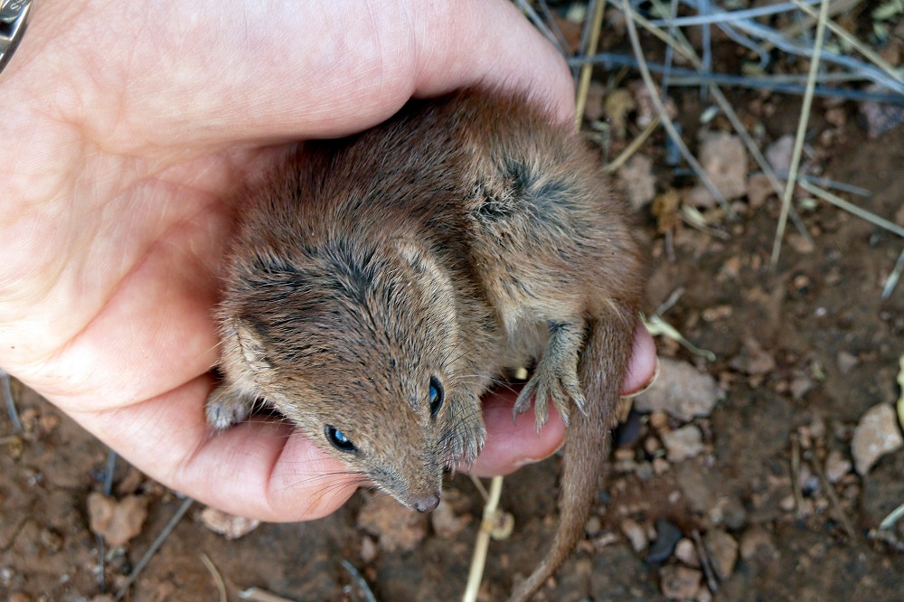 This undated handout picture released by the University of Western Australia shows a researcher holding a kaluta, a mouse-sized marsupial, during a research study in Western Australia. u00e2u20acu201d The University of Western Australia/AFP pic