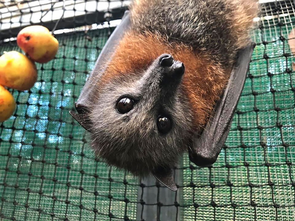 This undated handout photo obtained by AFP on September 24, 2019 from rescue group Queensland Bats shows a fruit bat rescued from the recent drought by the rescue group on the Gold Coast. u00e2u20acu201d Queensland Bats/AFP pic  