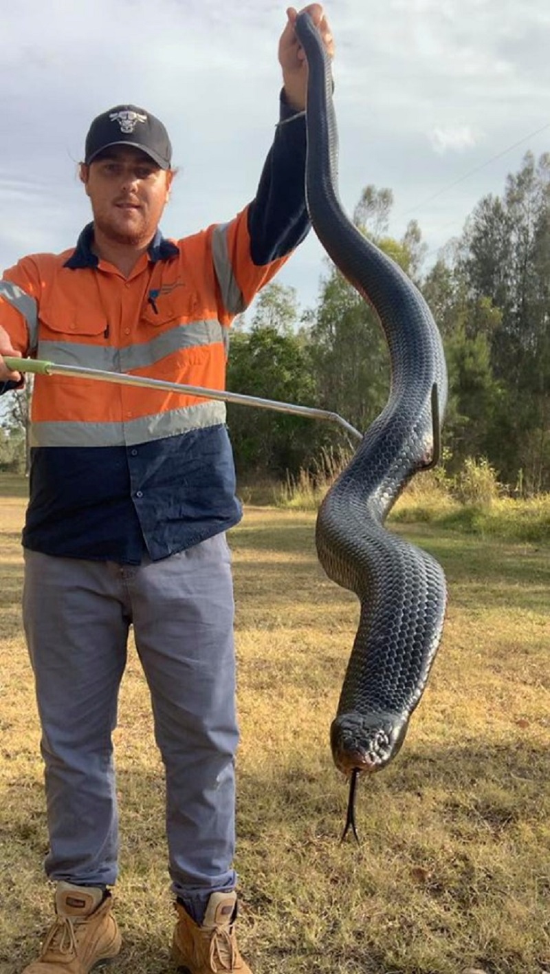 A man holds a red-bellied snake in Belmont, Queensland, Australia in this picture obtained from social media on September 25, 2019. u00e2u20acu201d Snake Catchers Brisbane, Ipswich/Reuters pic