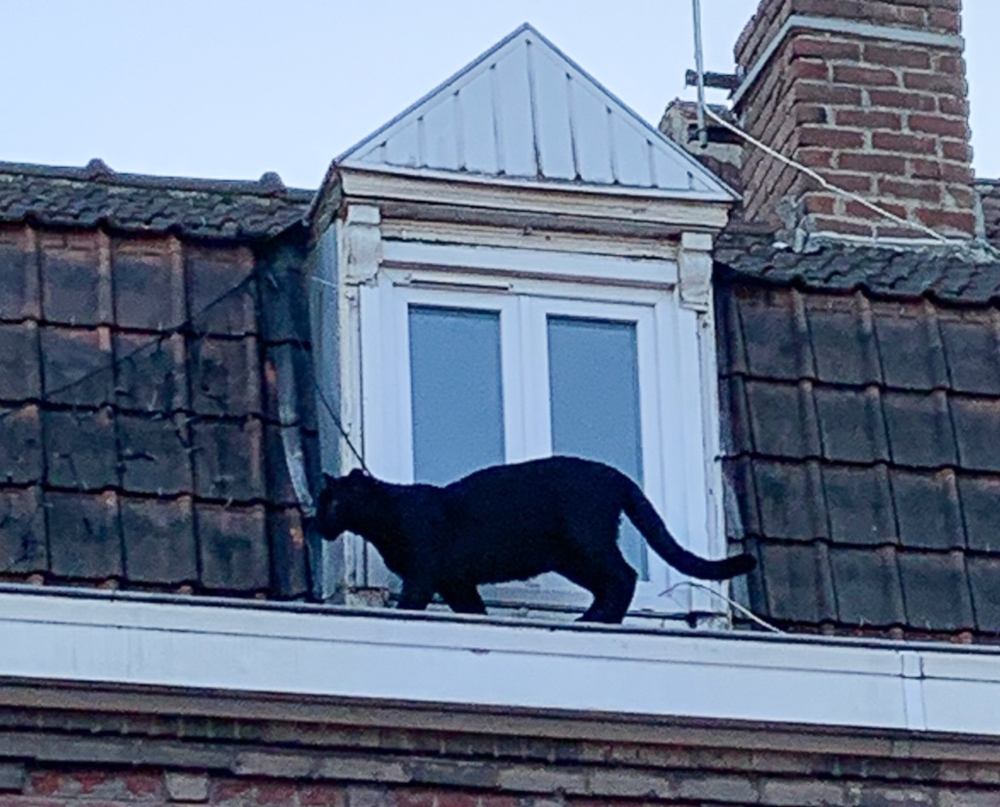 The black panther wandering along the roof guttering of a building in Armentieres, northern France September 18, 2019. u00e2u20acu201d Ligue Protectrice Des Animaux Du Nord De La France Lpa-Nf/Cristina Devulder handout pic via AFP 