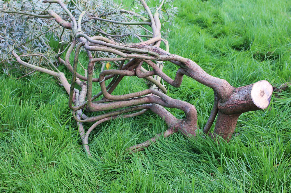 Harvested tree, which has been growing for six years into the shape of a chair, lies on the ground in Wirksworth, Britain September 11, 2019. u00e2u20acu201d Reuters pic  