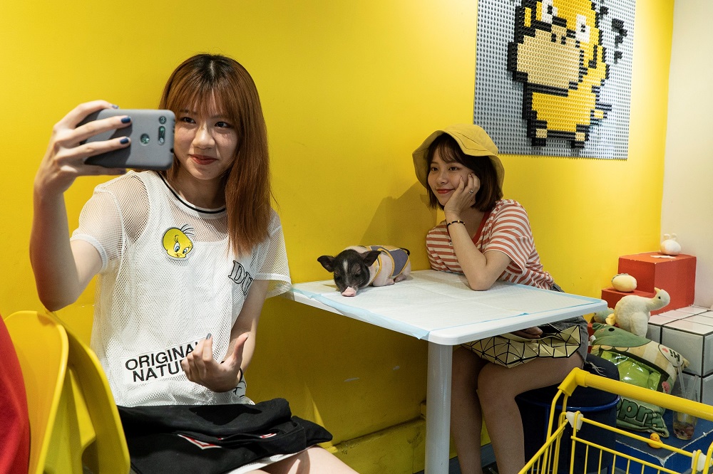 This photo taken on August 29, 2019 shows a woman taking a selfie with a mini pig and a friend at Hey! Wego duck cafe in Chengdu in China’s southwestern Sichuan province. — AFP pic    ‘