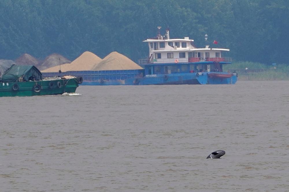 A porpoise is pictured at the Yangtze river near the city of Nanjing, Jiangsu province, China August 21, 2019. Picture taken August 21, 2019. u00e2u20acu2022 Reuters pic