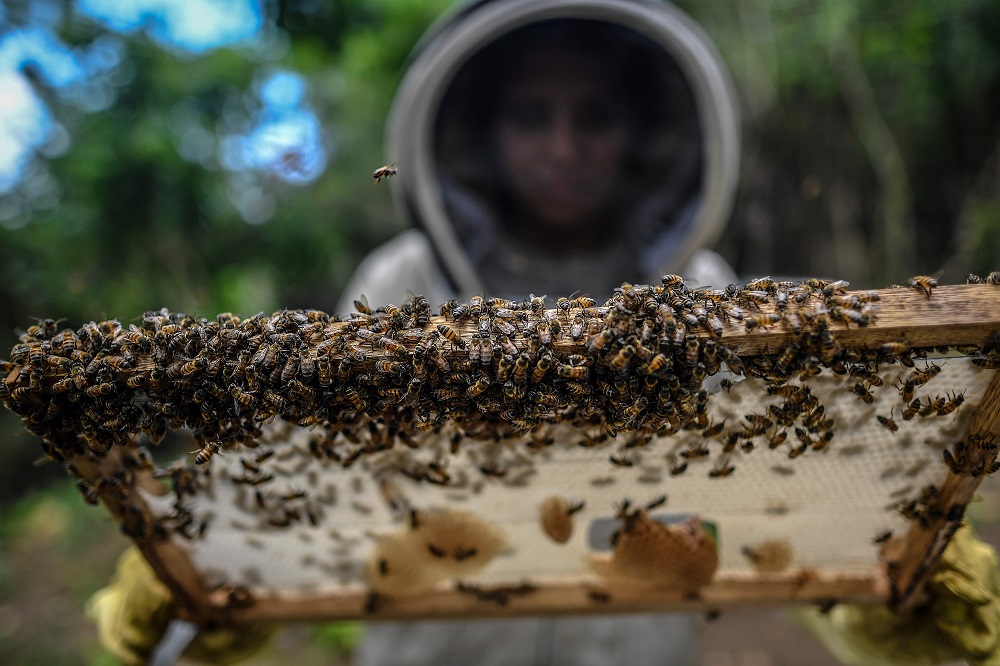 A beekeeper arranges a honeycomb at the community of Chengue, municipality of Ovejas, some 1,000km north of Bogota, Colombia August 29, 2019. u00e2u20acu201d AFP pic  