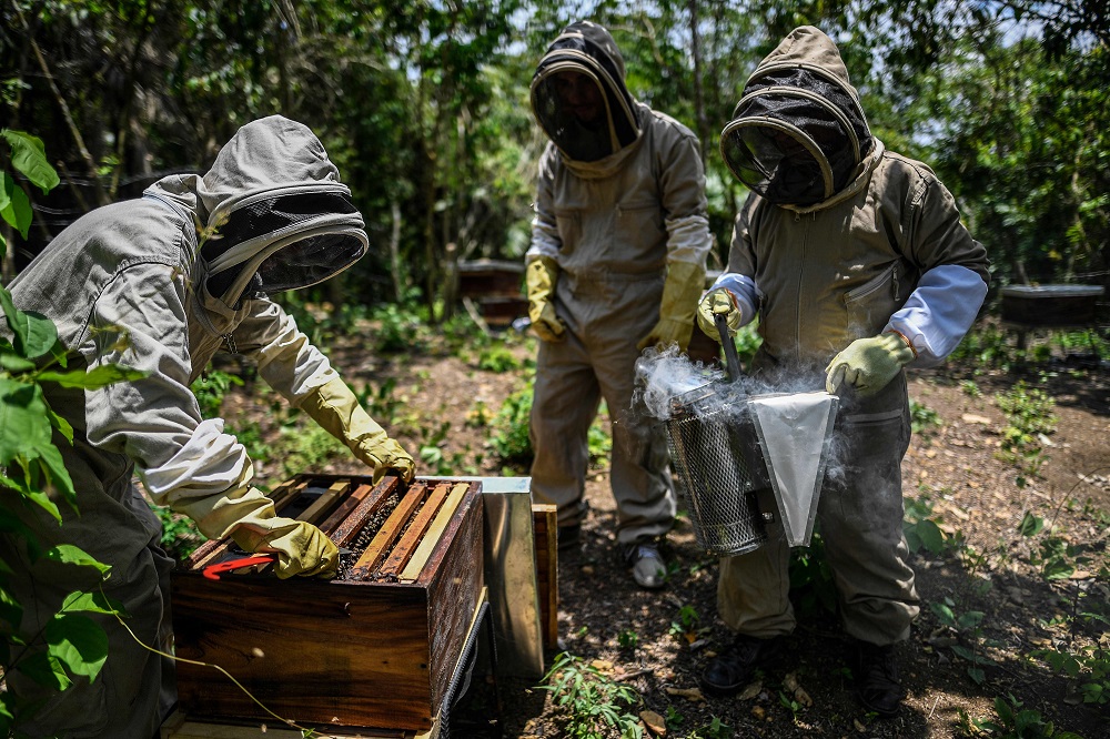Beekeepers arrange a honeycomb at the community of Chengue, municipality of Ovejas, some 1,000km north of Bogota, Colombia August 29, 2019. — AFP pic