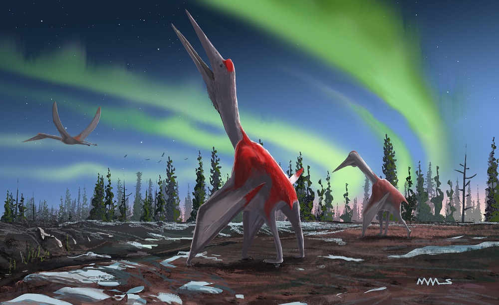 An undated handout image released by the Queen Mary University of London on September 10, 2019, shows an artistu00e2u20acu2122s impression of a Cryodrakon boreas, a newly discovered species of pterosaur. u00e2u20acu2022 David Maas/Queen Mary University of London/AFP pic  