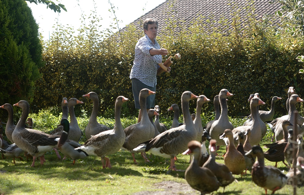 French duck-owner Dominique Douthe, accused by a neighbour of noise disturbance, takes care of her ducks and gooses, in Soustons, in the Landes region, southwestern France September 2, 2019. u00e2u20acu201d AFP pic        
