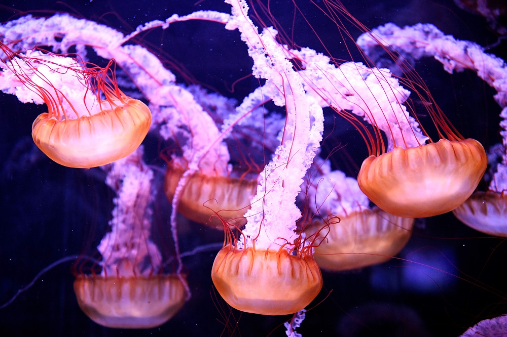 This picture taken on August 21, 2019 in Paris, shows jellyfish displayed in a tank at the Aquarium of Paris. u00e2u20acu201d AFP pic  