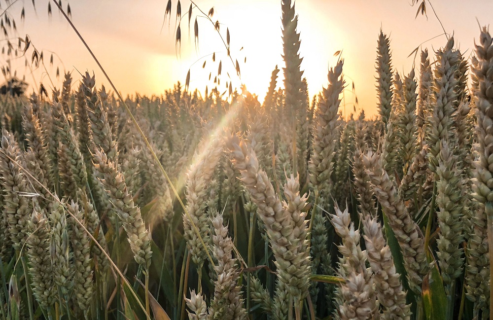 A picture taken on June 29, 2019 in Locon, near Lille, northern France, shows wheat field at sunset, as a heat wave hits France and Europe. u00e2u20acu201d AFP pic      