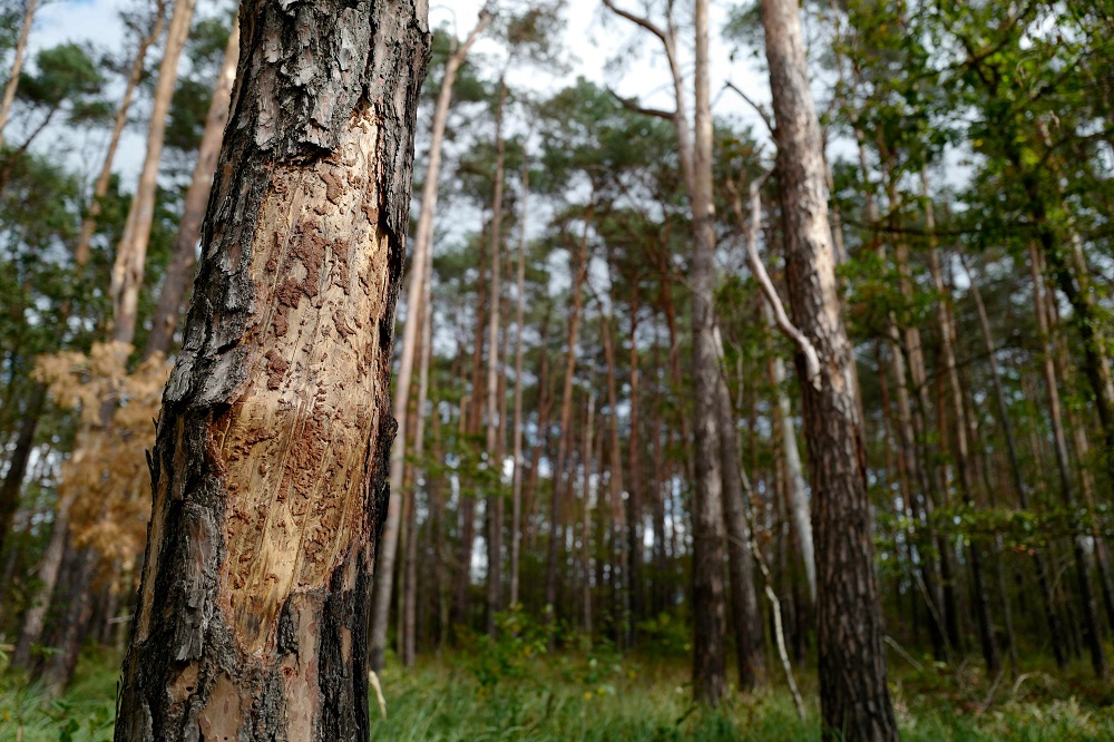 A barkless pine tree is seen in a forest near Welzow, Brandenburg, eastern Germany, where many trees are dried up due to drought, and thus susceptible to bark-beetles and other parasites, on September 19, 2019. u00e2u20acu201d AFP pic