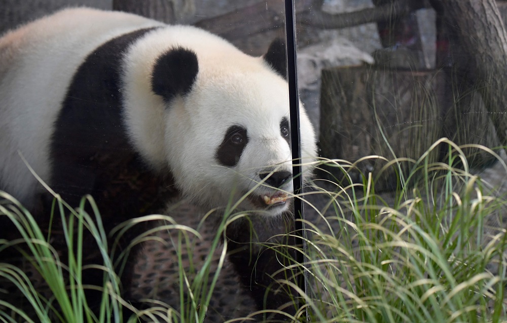 Female giant panda Meng Meng walks through her enclosure at the Zoologischer Garten zoo in Berlin August 14, 2019. u00e2u20acu2022 AFP pic         
