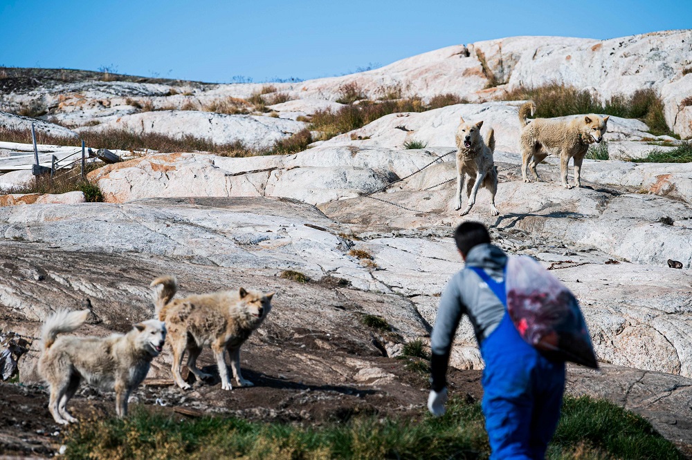 Justus Utuaq, a 32-year-old Greenlandic musher feeds his dogs in Kulusuk (also spelled Qulusuk), a settlement in the Sermersooq municipality located on the island of the same name on the southeastern shore of Greenland August 17, 2019. u00e2u20acu201d AFP pic       