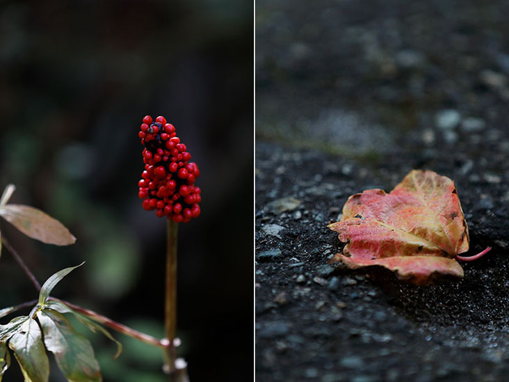 The cycle of life: from budding berries to dead leaves falling onto the ground