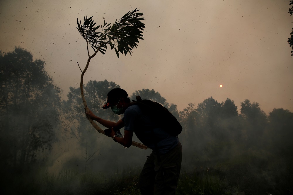 A volunteer firefighter uses a tree branch to extinguish fires in Pulang Pisau regency near Palangka Raya, Central Kalimantan province, Indonesia September 13, 2019. u00e2u20acu201d Reuters pic