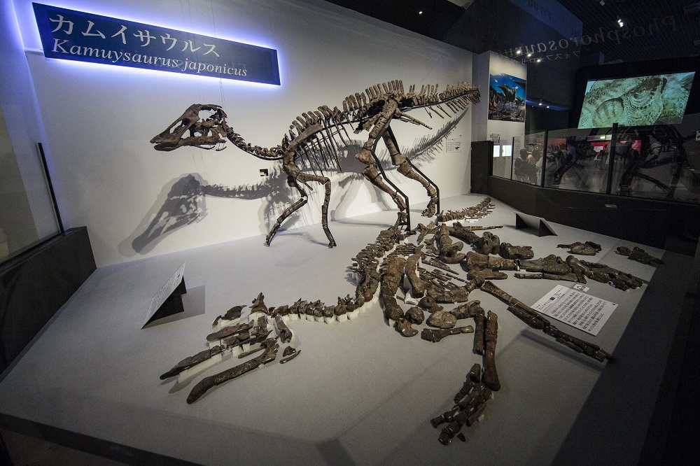 A kamuysaurus japonicus is seen on display as the nearly-complete fossilised skeleton is laid out on an exhibition platform during the Dinosaur Expo 2019 at the National Museum of Nature and Science in Tokyo September 6, 2019. u00e2u20acu201d AFP pic       