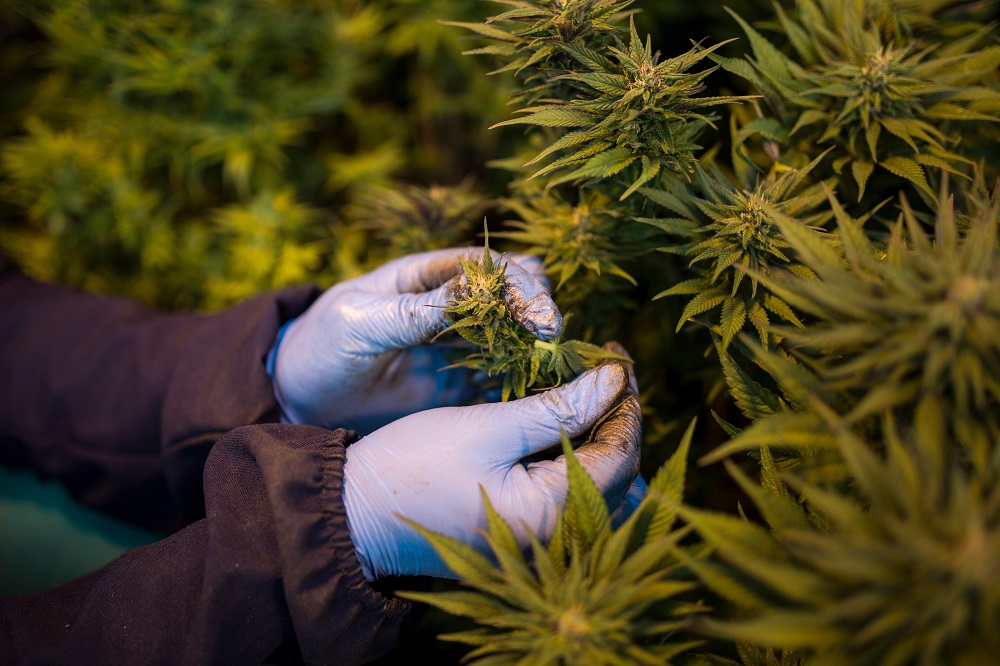 A women worker picks up leaves from cannabis plants inside a greenhouse of Medigrow, a Lesotho-Canadian company that grows legal cannabis, located near Marakabei, Lesotho August 6, 2019. u00e2u20acu201d AFP pic           