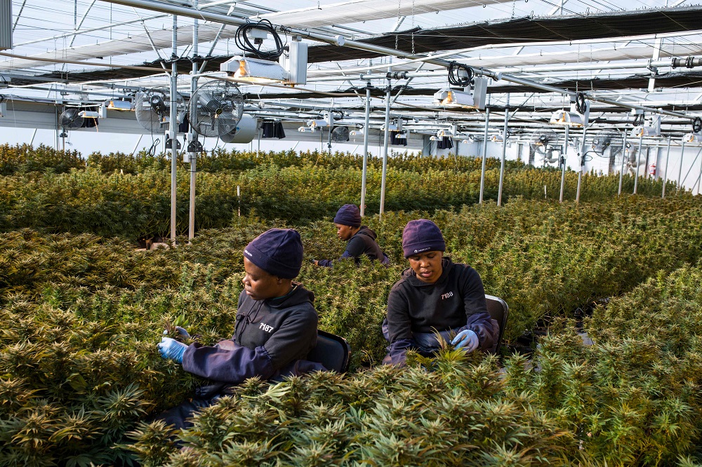 Women workers pick up leaves from cannabis plants inside a greenhouse of Medigrow, a Lesotho-Canadian company that grows legal cannabis, located near Marakabei, Lesotho August 6, 2019. — AFP pic         